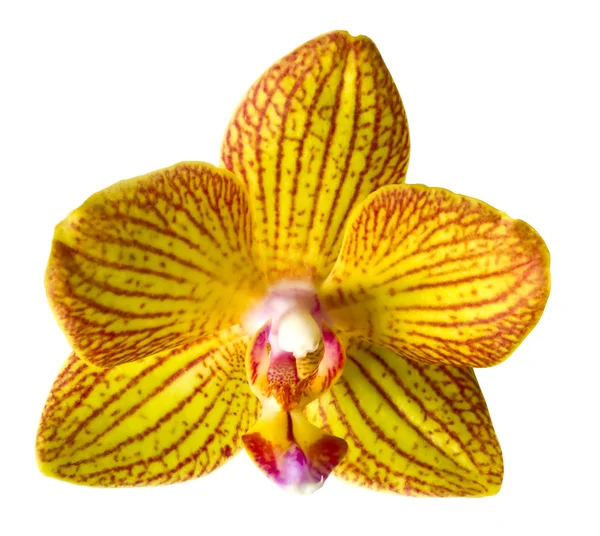 Orchid isolerade — Stockfoto