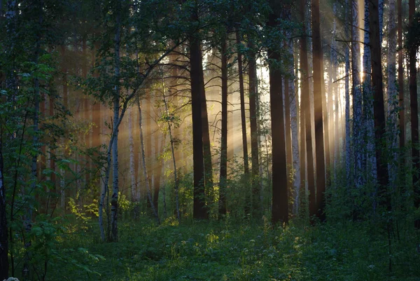 stock image Solar beams through trees