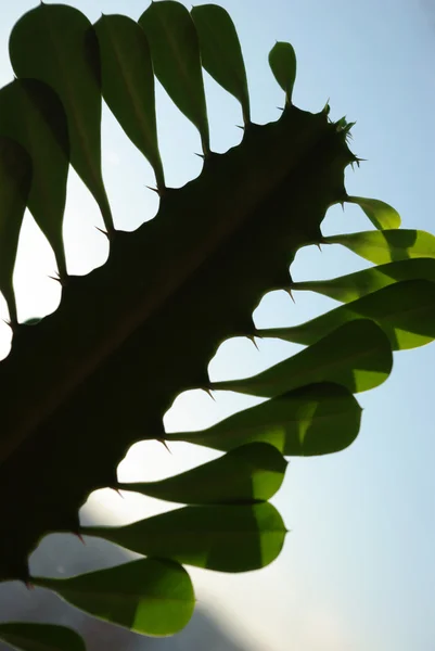 Euphorbia trigona — Stock Photo, Image