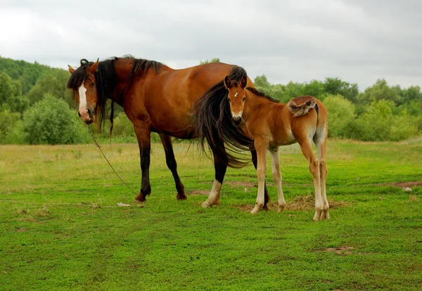 Horse and foal Stock Image