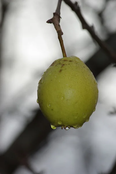 stock image Last pear