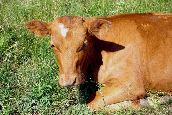 stock image Calf