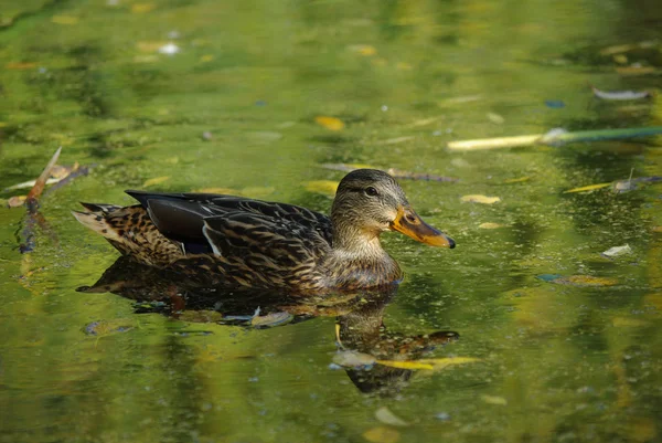 stock image Wild duck