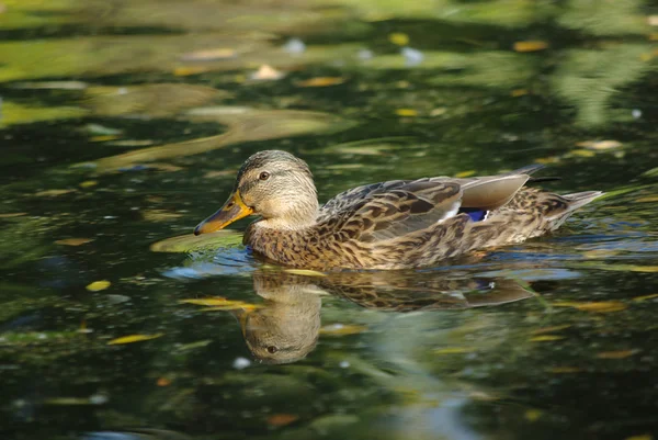 Ente — Stockfoto