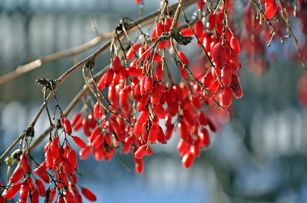 stock image Winter barberry