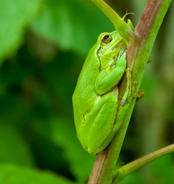 stock image Frog