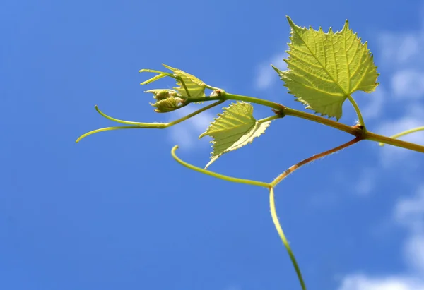 Vindruvor leafs — Stockfoto