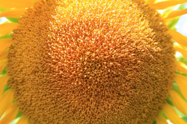 Sunflower macro — Stock Photo, Image