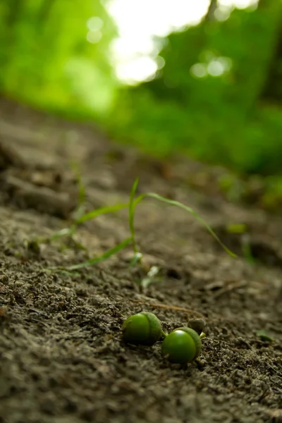 橡树种子 — 图库照片