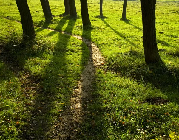 Caminho floresta primavera — Fotografia de Stock