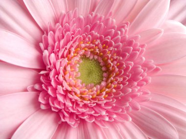 Pembe bir Gerbera çiçeğine yaklaş.