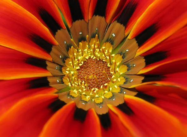 Dél-afrikai gazania virág. — Stock Fotó