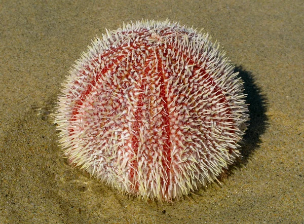 Erizo de mar (Echinus esculentus ) — Foto de Stock