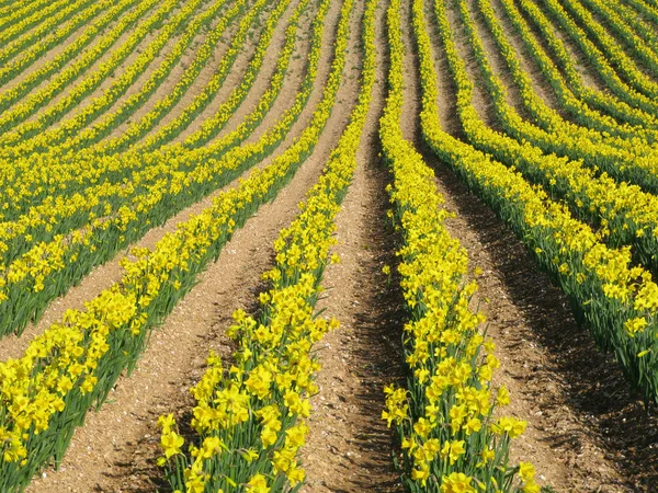 Reihen gelber Frühlingsnarzissen — Stockfoto