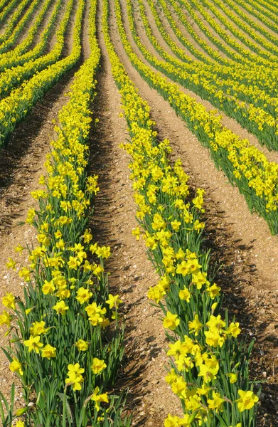 Rows of yellow spring daffodil flowers. — Stock Photo, Image