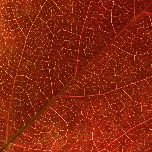 Vene fogliari rosso Virginia rampicante macro — Foto Stock
