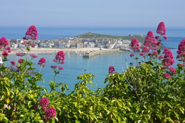 St. Ives wild red Valerian. clipart