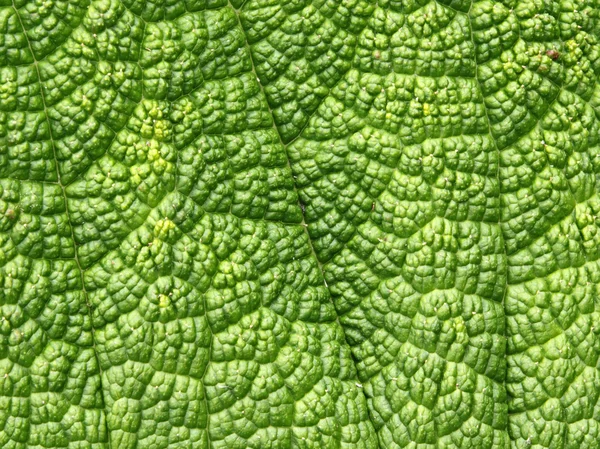 Groene blad macro close-up achtergrond. — Stockfoto