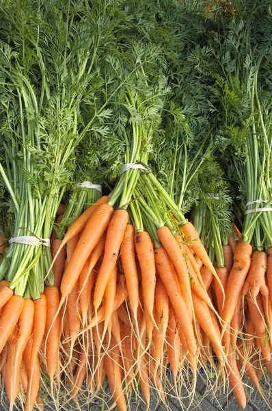 Zanahorias con tallos y raíces verdes . —  Fotos de Stock