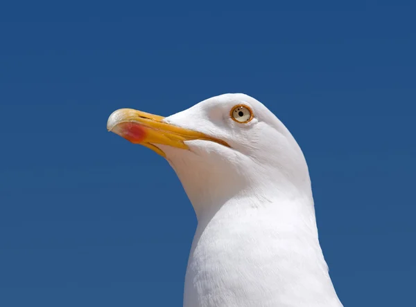 Feche a gaivota olhando para o mar . — Fotografia de Stock