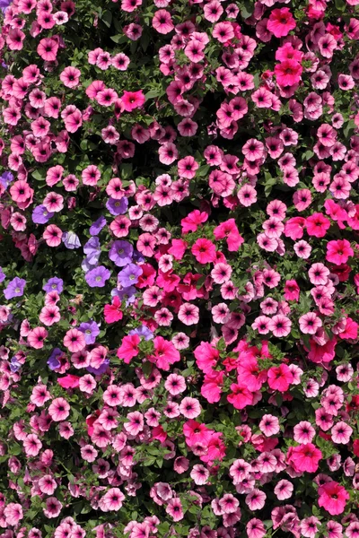 Muitas flores coloridas de petúnia . — Fotografia de Stock