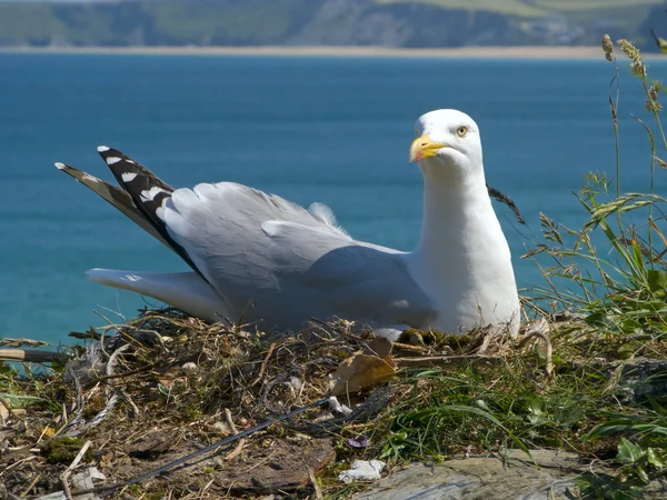 A seagull sat on its nest. — Stock Photo, Image