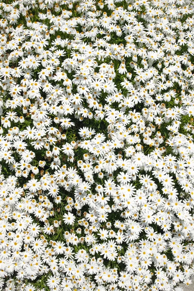 stock image White Splendour flower (Anemone Blanda)