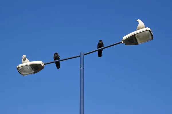 stock image Two seagulls and two crows.