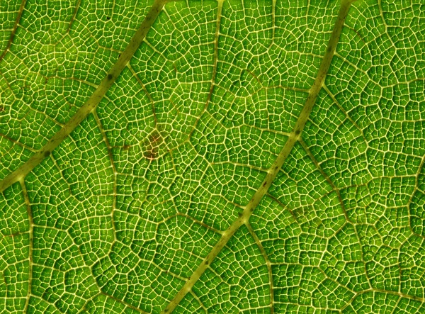 Folha verde veias macro close-up . — Fotografia de Stock