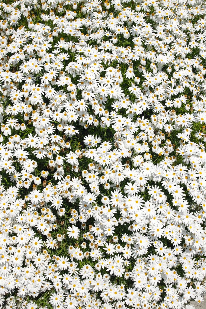 White Splendour flower (Anemone Blanda)
