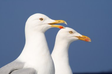 A seagull talking to his friend. clipart