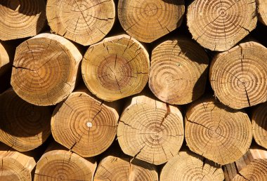 Close up of a stack of cut logs. clipart