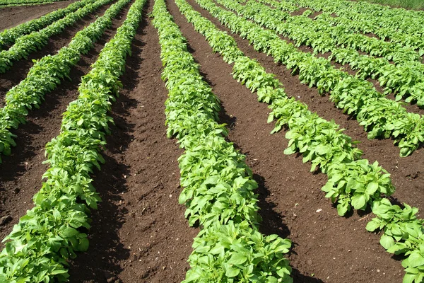 stock image A field of green vegetable crops.