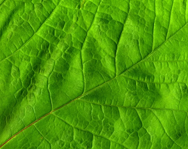 Zielony liść makro z bliska. — Zdjęcie stockowe