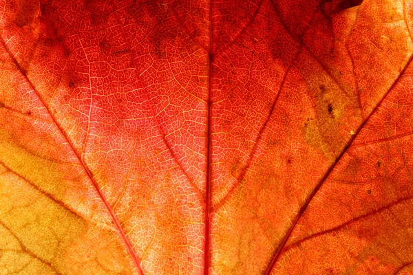 Närbild på en röd murgröna blad — Stockfoto