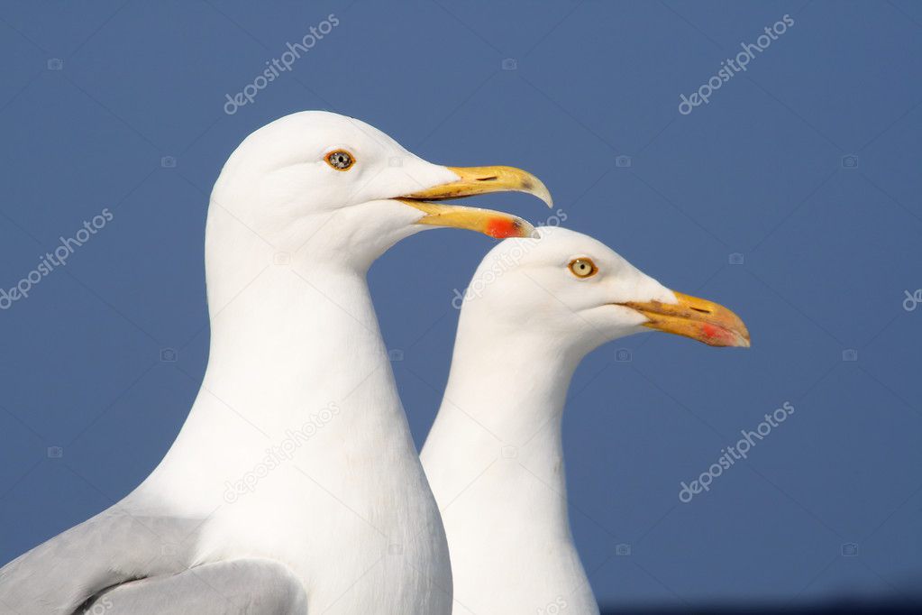 A seagull talking to his friend.