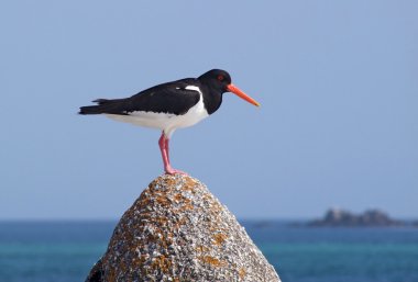 Avrasya oystercatcher kuş.