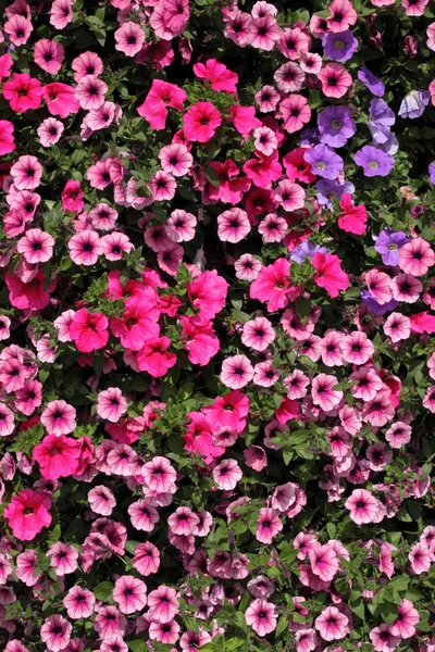 Sok-sok színes petunia virág. — Stock Fotó