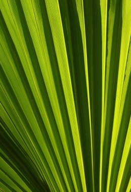 Green leaf natural abstract background. clipart