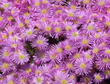 Pink ice plant flowers. clipart