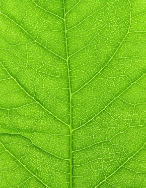 Vibrant green leaf macro. clipart