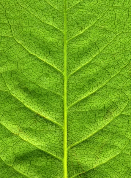 Grünes Blatt einer Rosenpflanze. — Stockfoto