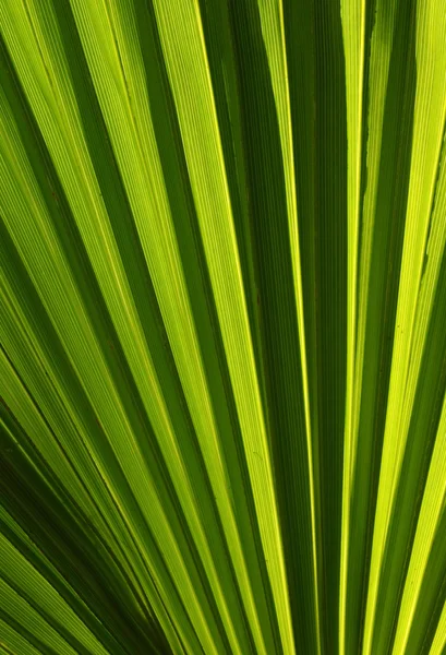 stock image Green leaf natural abstract background.