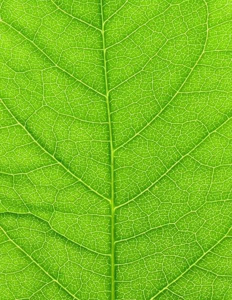 활기찬 녹색 잎 매크로. — 스톡 사진