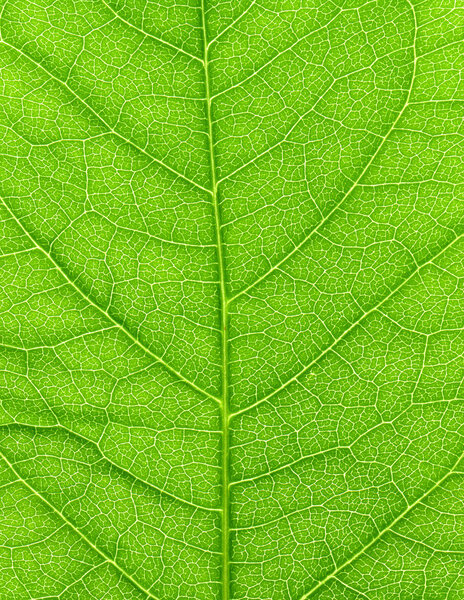 Vibrant green leaf macro.