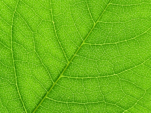 Levendige groene blad macro. — Stockfoto