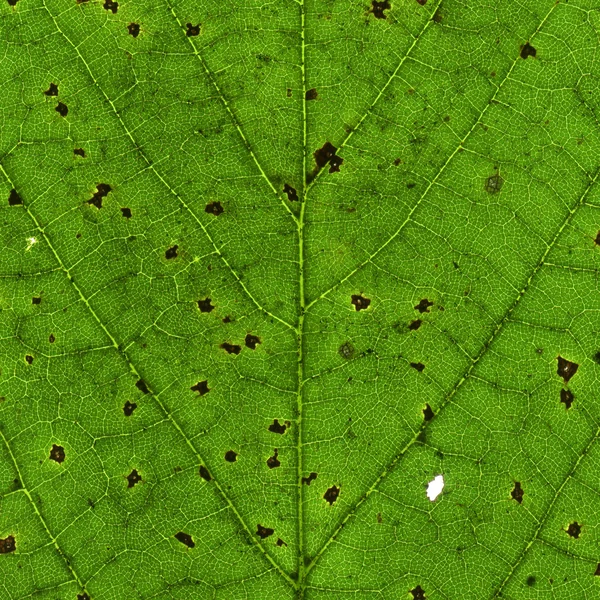 Stary zielony liść makro. — Zdjęcie stockowe