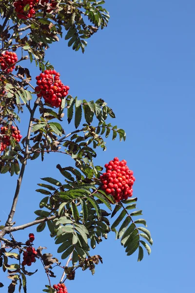 Цветные красные ягоды на дереве . — стоковое фото
