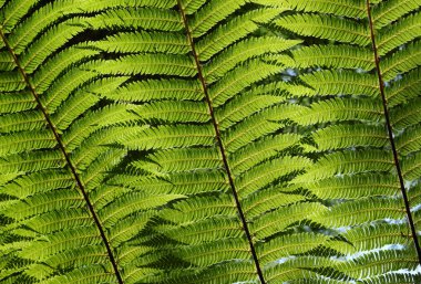 güneş ışığı yeşil fern ile yaprakları.