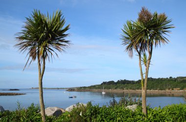 Two palm trees, Porthcressa. clipart